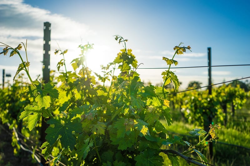 Vineyard Wedding